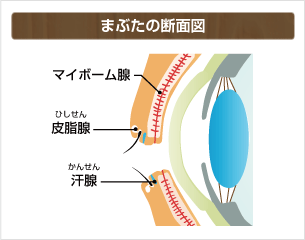 まぶたの断面図